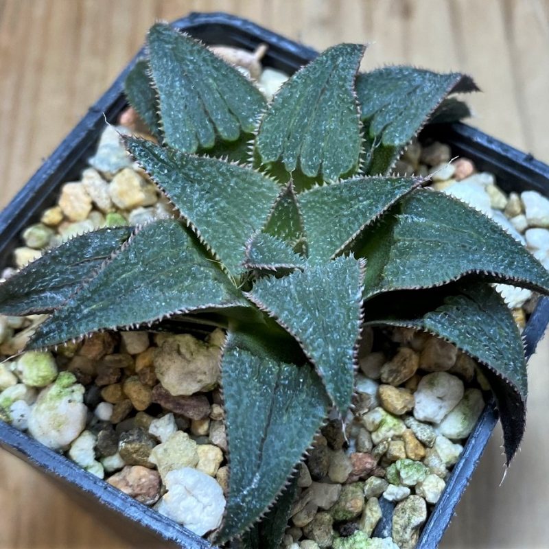 SH25911 Haworthia 'Bev's wonder' hybrid F2