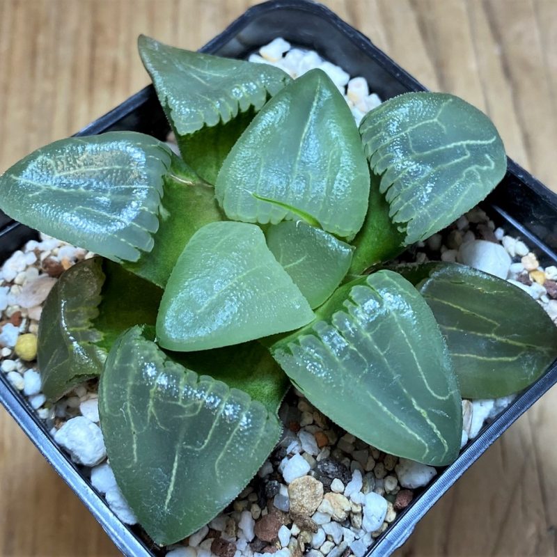 SH25914 Haworthia bayeri ‘Beauty Moon Shadow’