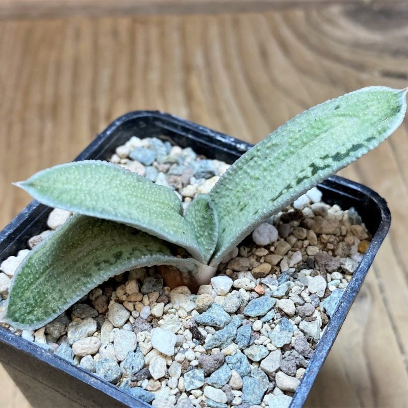 SH25915 Gasteria ‘Little Warty’ hybrid