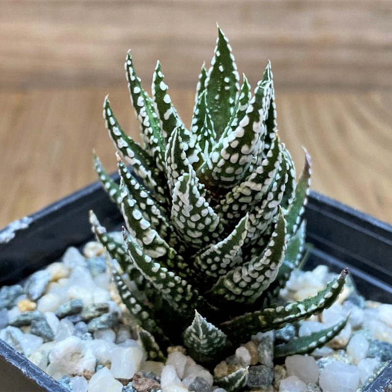 SH25865 Haworthia fasciata 'Alba' f. monstrosa