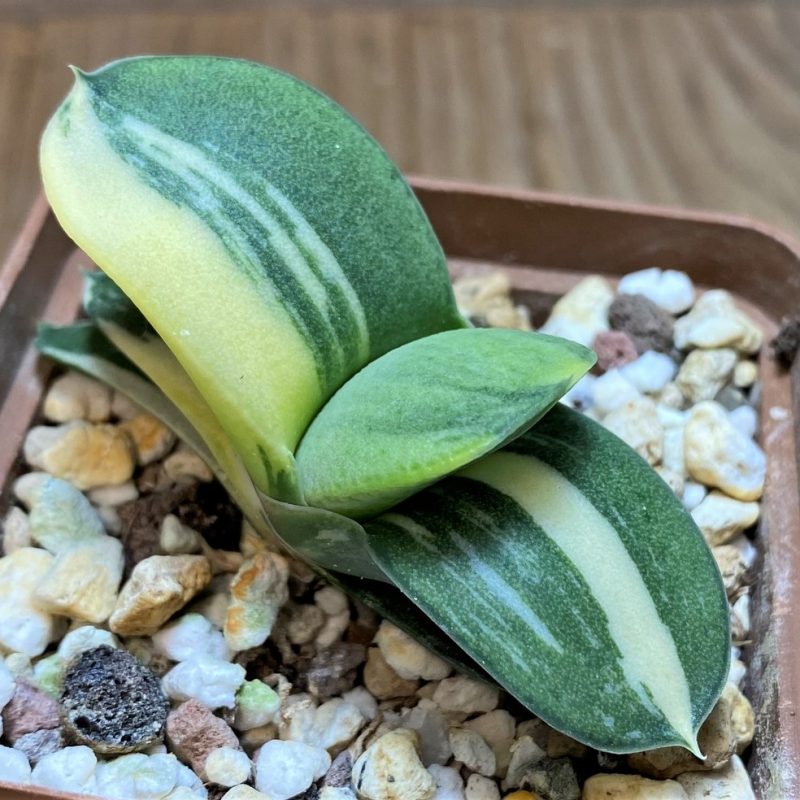 SH25917 Gasteria glomerata v. variegata