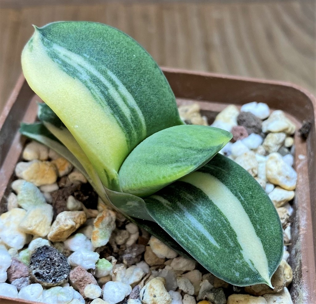 SH25917 Gasteria glomerata v. variegata