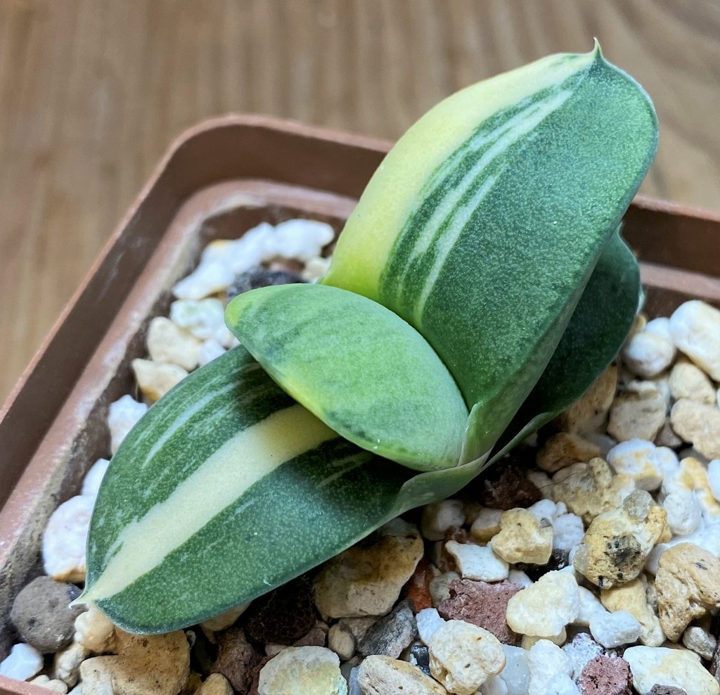 SH25917 Gasteria glomerata v. variegata - 画像 (2)