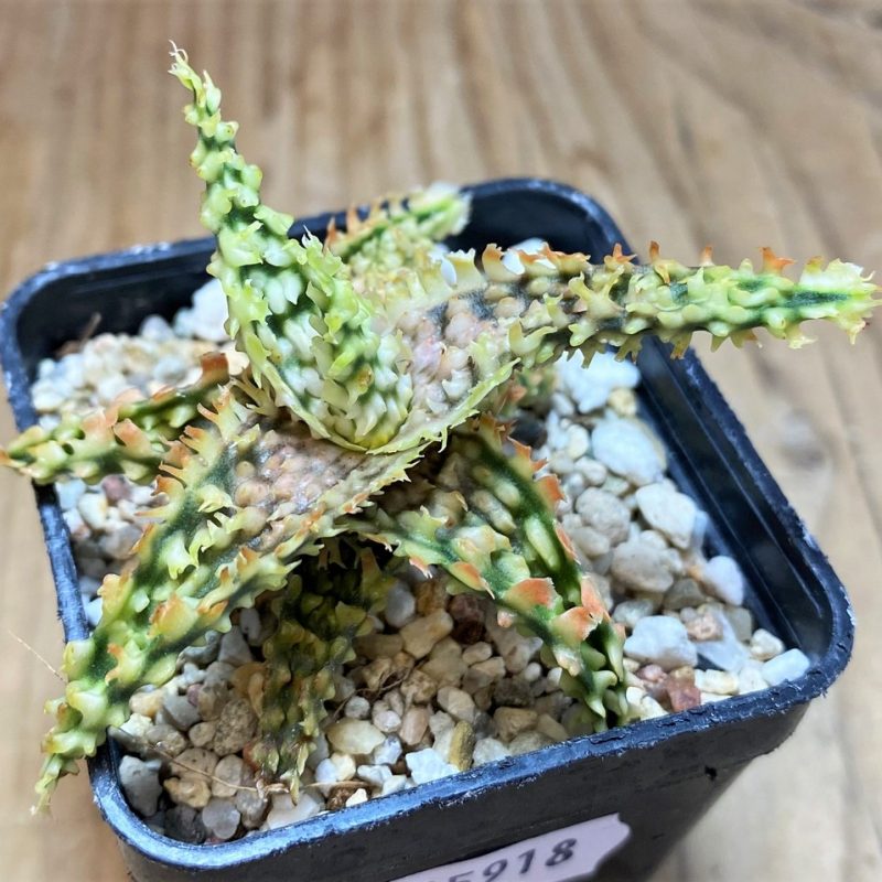 SH25918 Aloe TCT hybrid