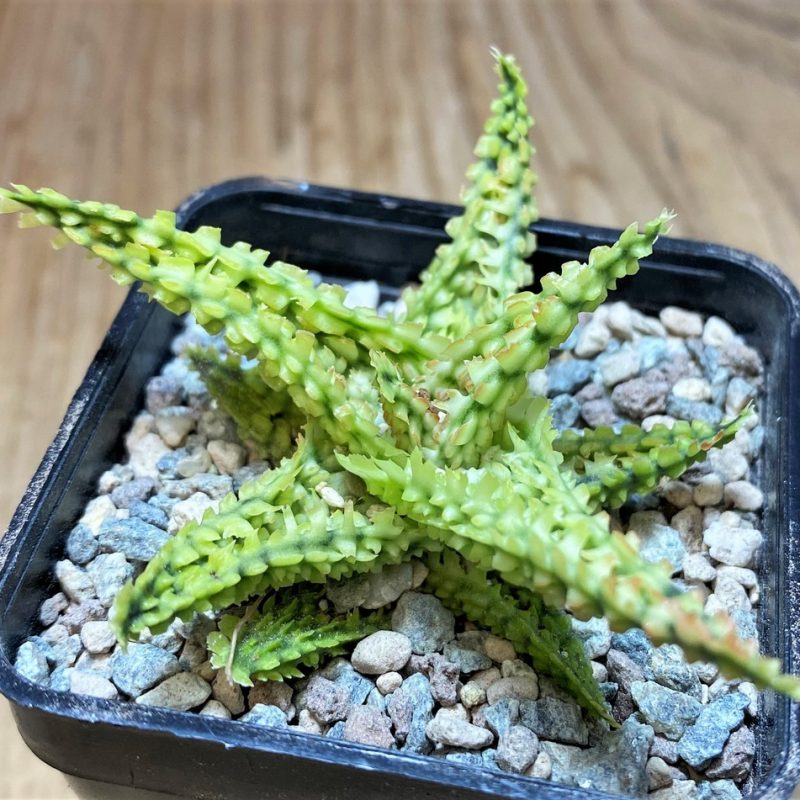 SH25919 Aloe TCT hybrid