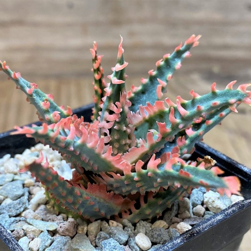 SH25920 Aloe TCT hybrid