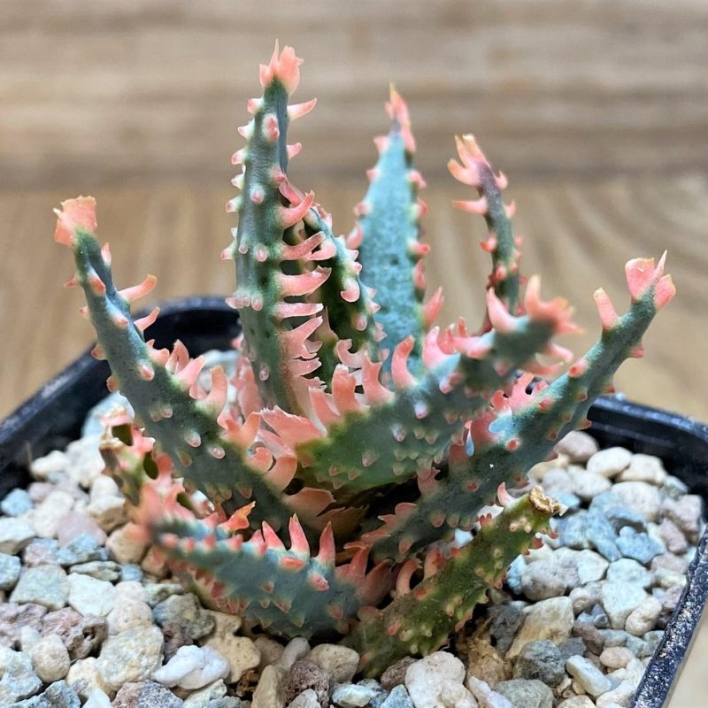 SH25921Aloe TCT hybrid