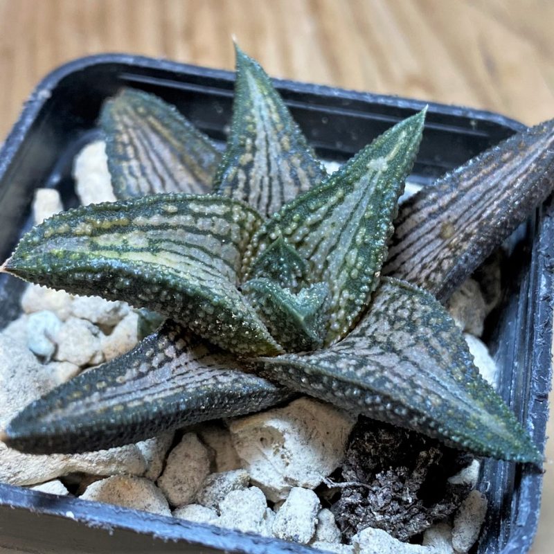 SH25867 Haworthia 'Kintaikyo'