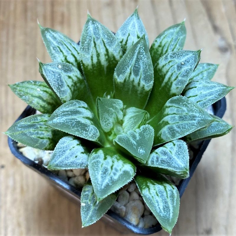 SH25868 Haworthia 'Love Heart'