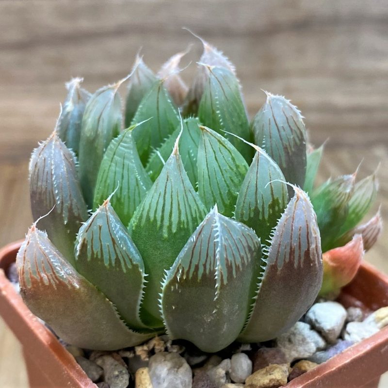 SH25869 Haworthia cooperi v. truncata SA