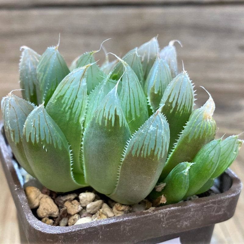 SH25870 Haworthia cooperi v. truncata SA