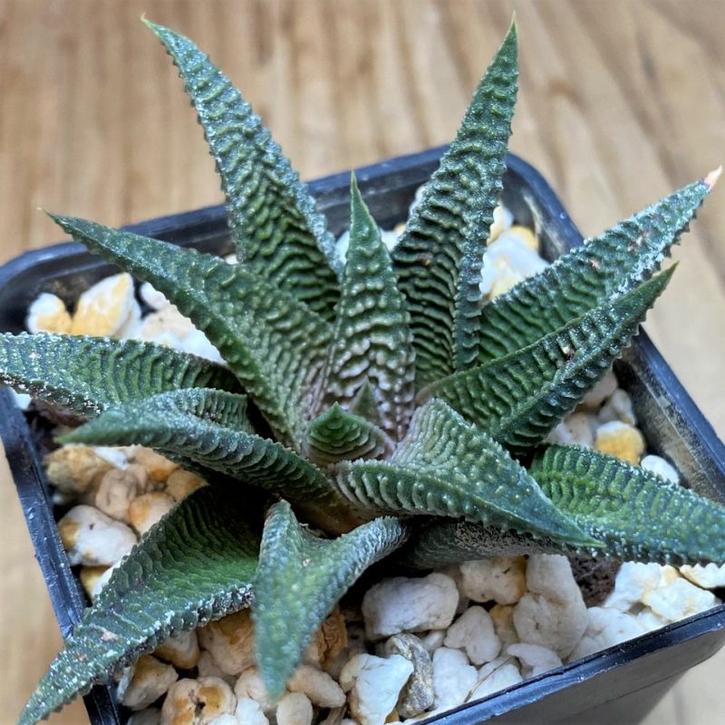 SH25871 Haworthia limifolia v. striata x koelmaniorum