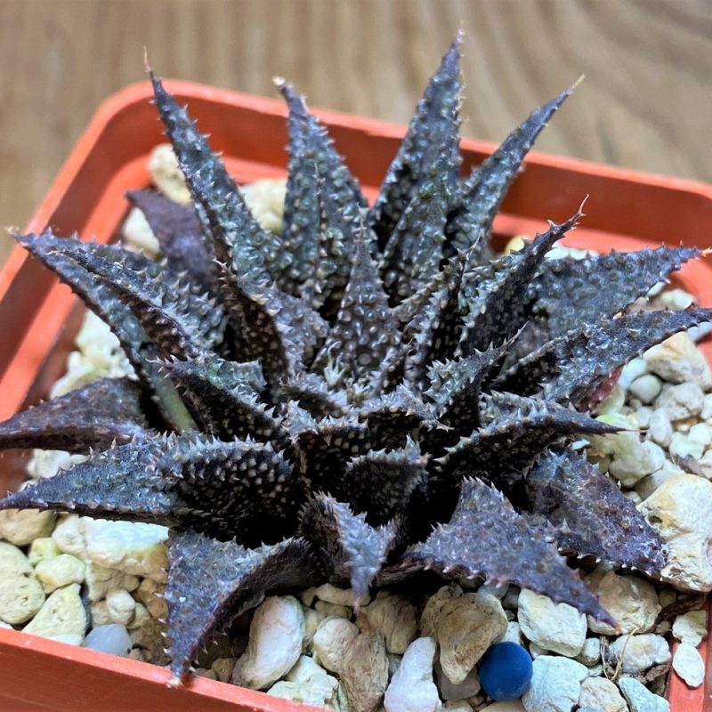 SH25873 Haworthia wimii x koelmaniorum