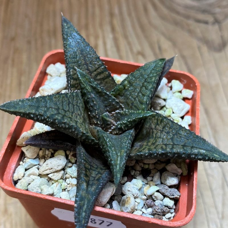 SH25877 Haworthia 'Dragon King'