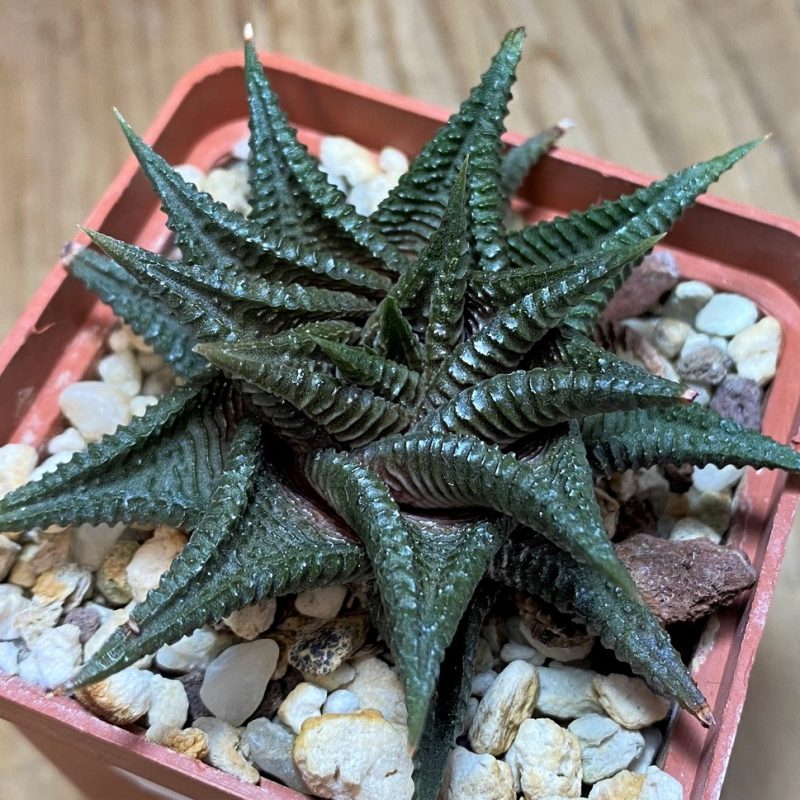 SH25861 Haworthia limifolia