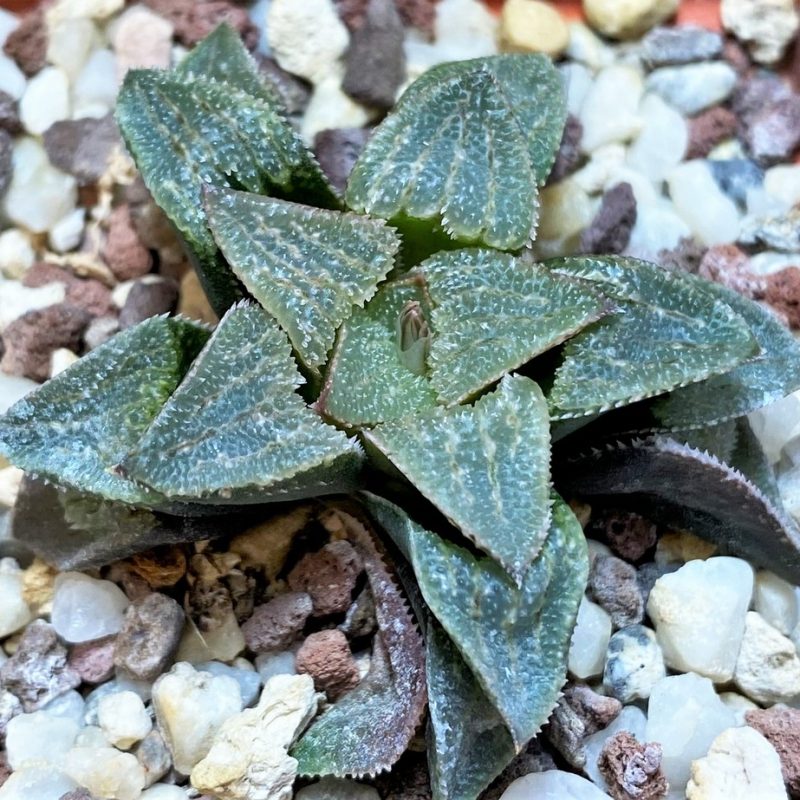 SH25880 Haworthia 'Anna Cocozza' hybrid