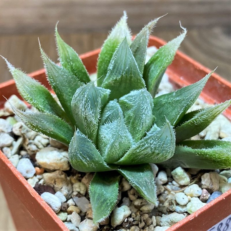 SH25881 Haworthia cooperi v. venusta