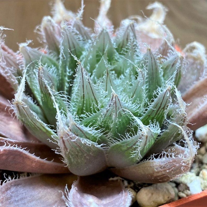 SH25884 Haworthia bolusii