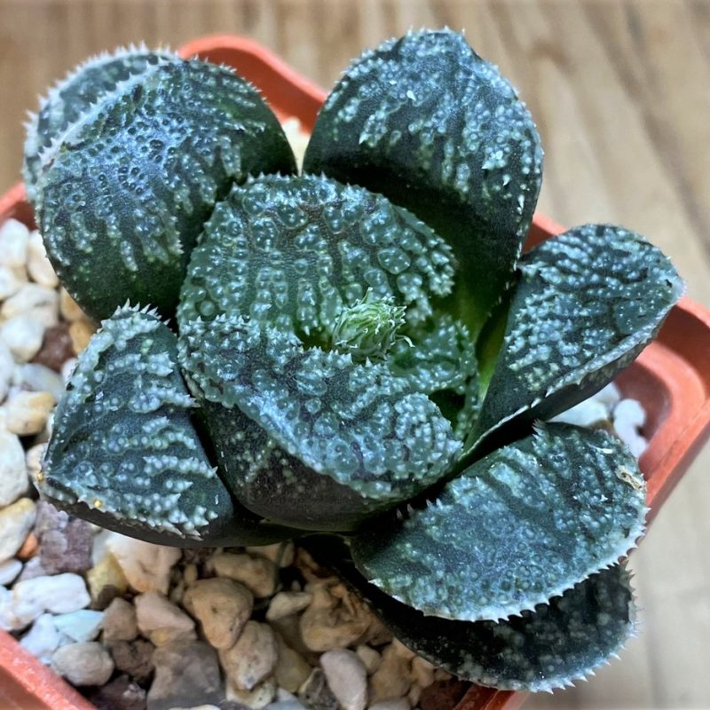 SH25888 Haworthia 'Mordor'