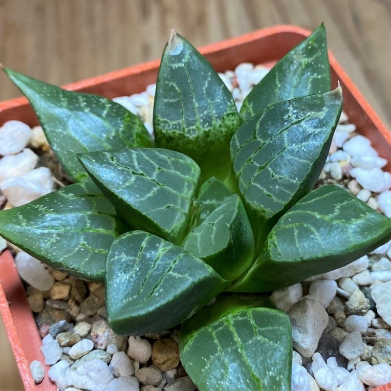 SH25889 Haworthia comptoniana NE 2 'Scott' -Japan-