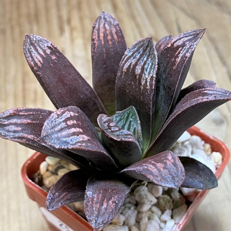 SH25890 Haworthia maughanii x splendens