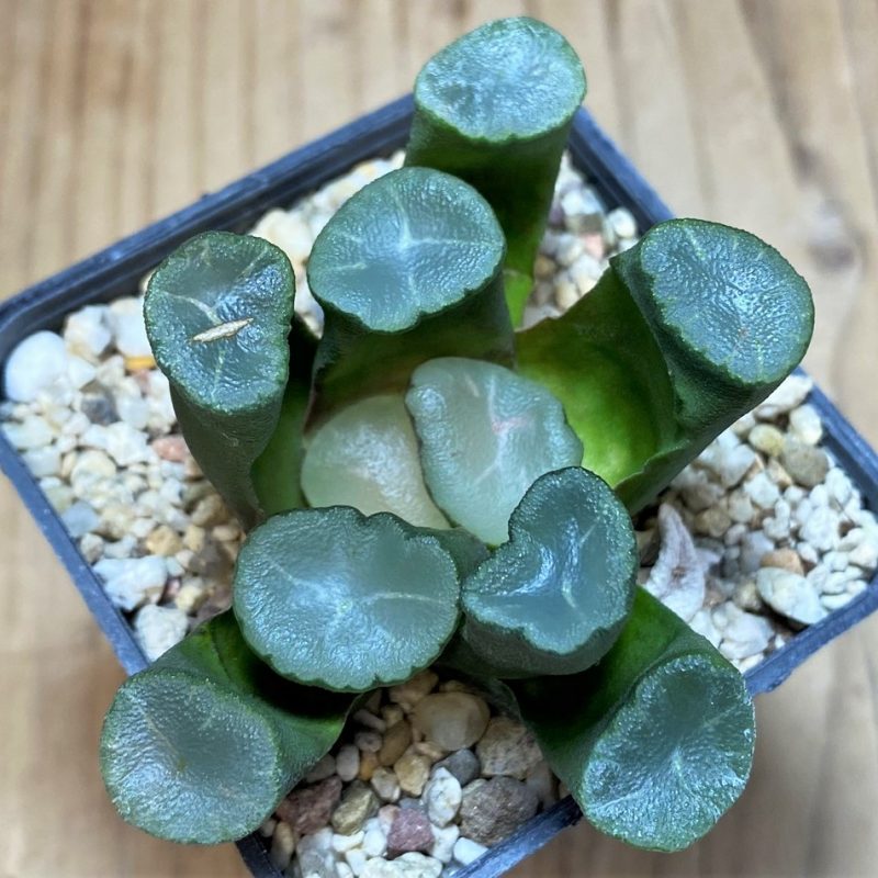 SH25892 Haworthia maughanii -Japan-
