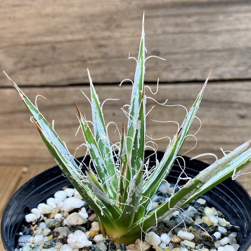 SH26055 Agave toumeyana v. bella