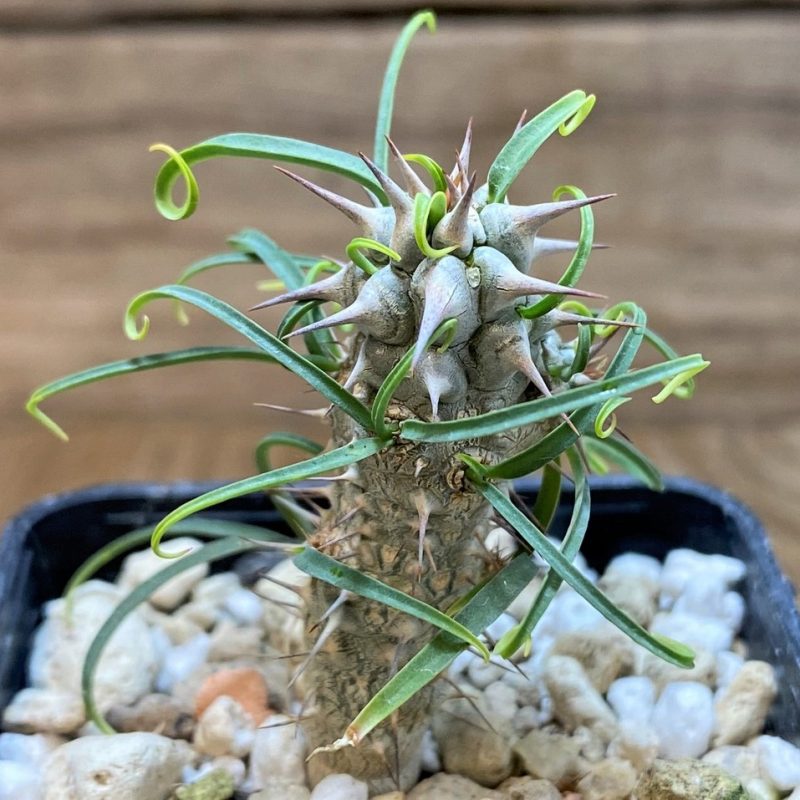 SH26056 Euphorbia gottlebei