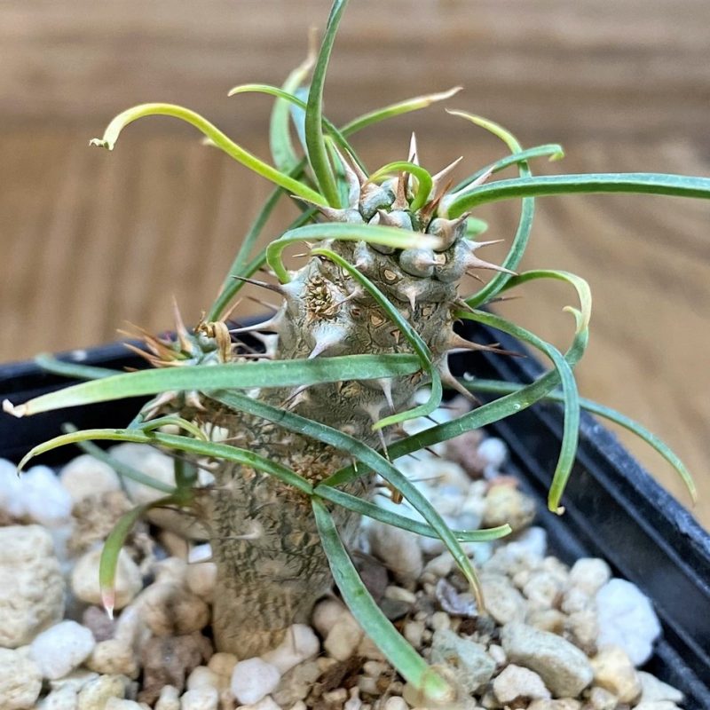 SH26057 Euphorbia gottlebei