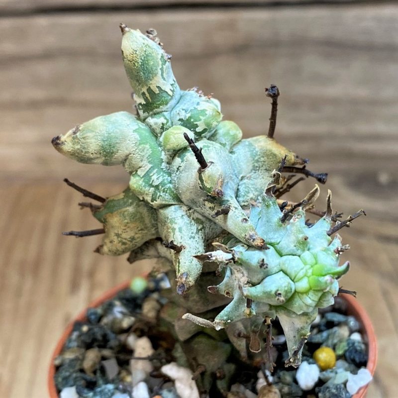 SH26058 Euphorbia horrida f. monstruosa