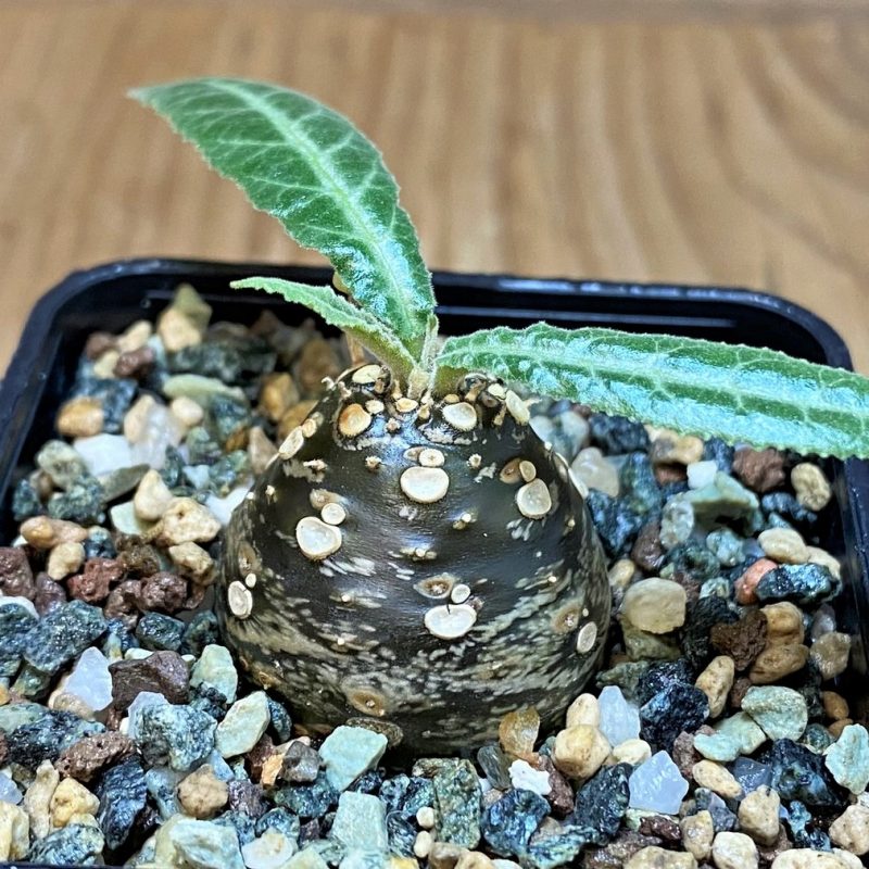 SH26061 Dorstenia lancifolia