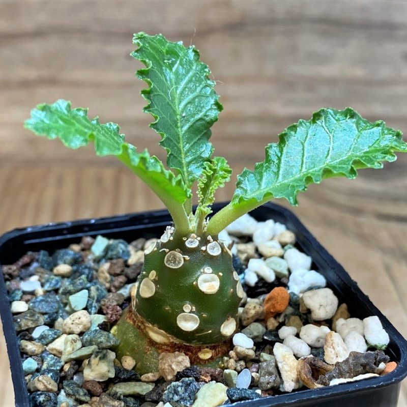 SH26062 Dorstenia horwoodii