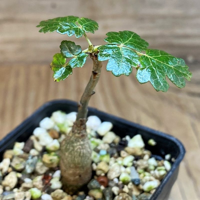 SH26063 Boswellia dioscoridis