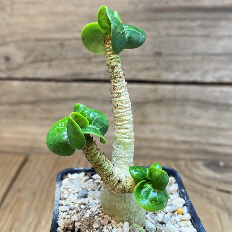 SH26064 Adenium arabicum DHA