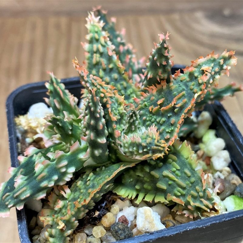 SH26025 Aloe TCT hybrid