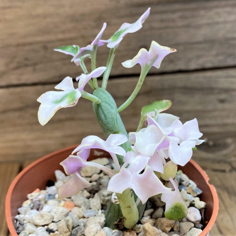 SH26067 Senecio articulatus f. variegata