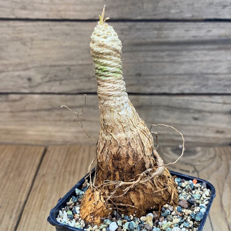 SH26069 Euphorbia Green Labatii