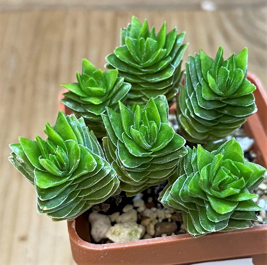 SH26071 Crassula 'Buddha's Temple' - Image 2