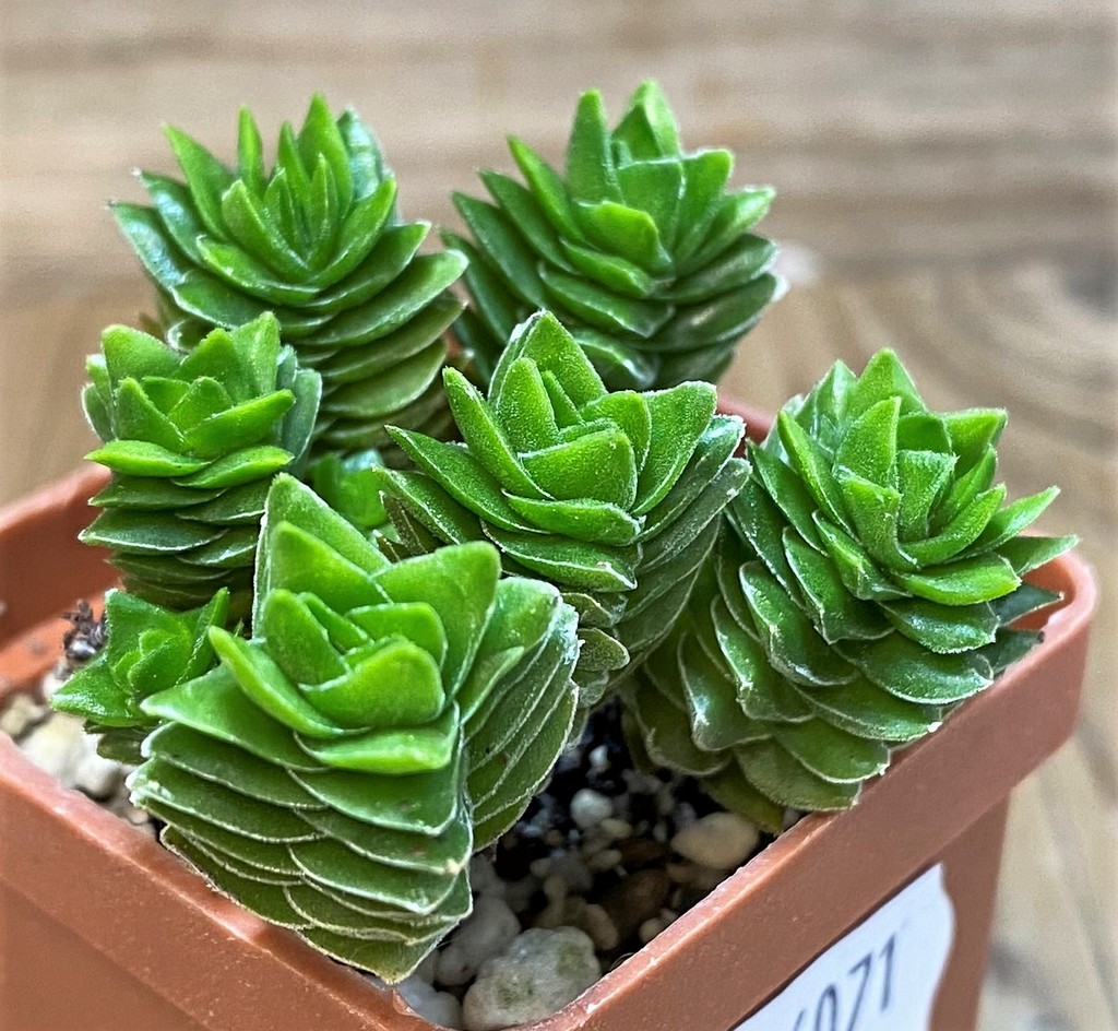 SH26071 Crassula 'Buddha's Temple'