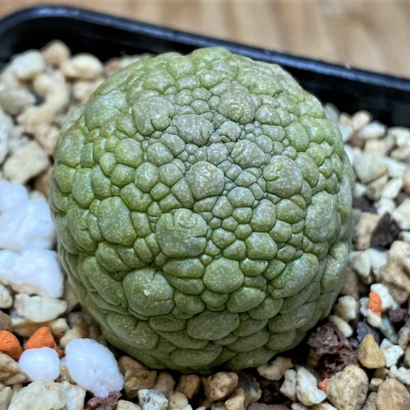 SH26074 Pseudolithos migiurtinus