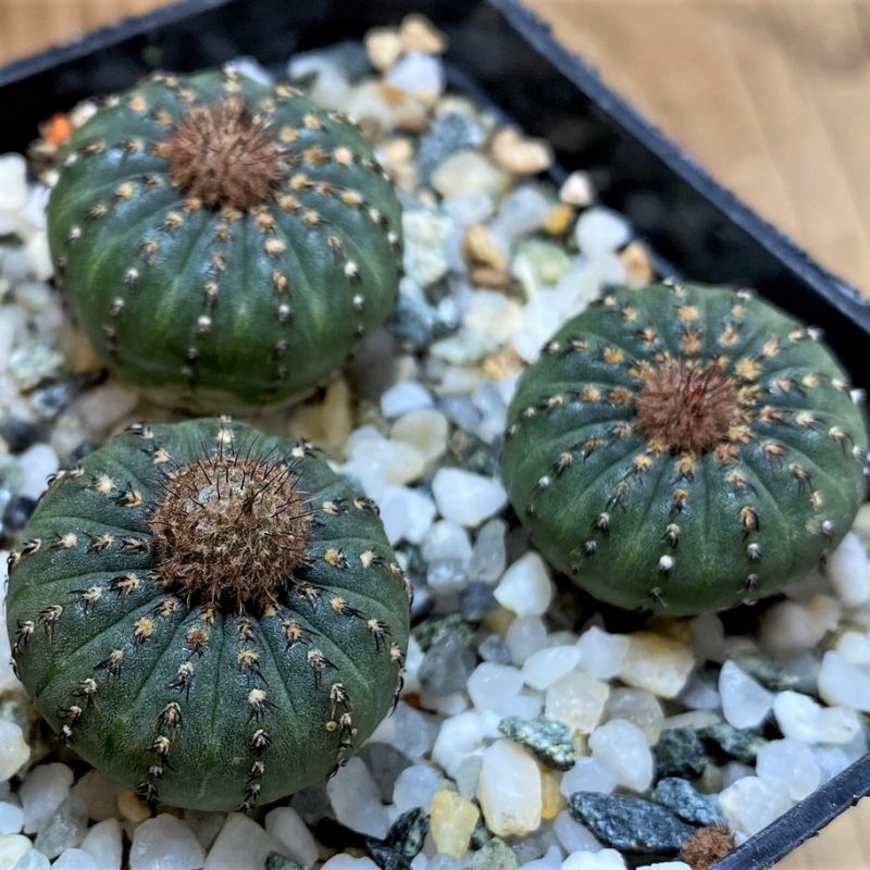 SH26076 Frailea castanea, 3 plants