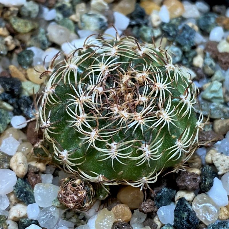 SH26079 Lobivia pusilla v. flaviflora