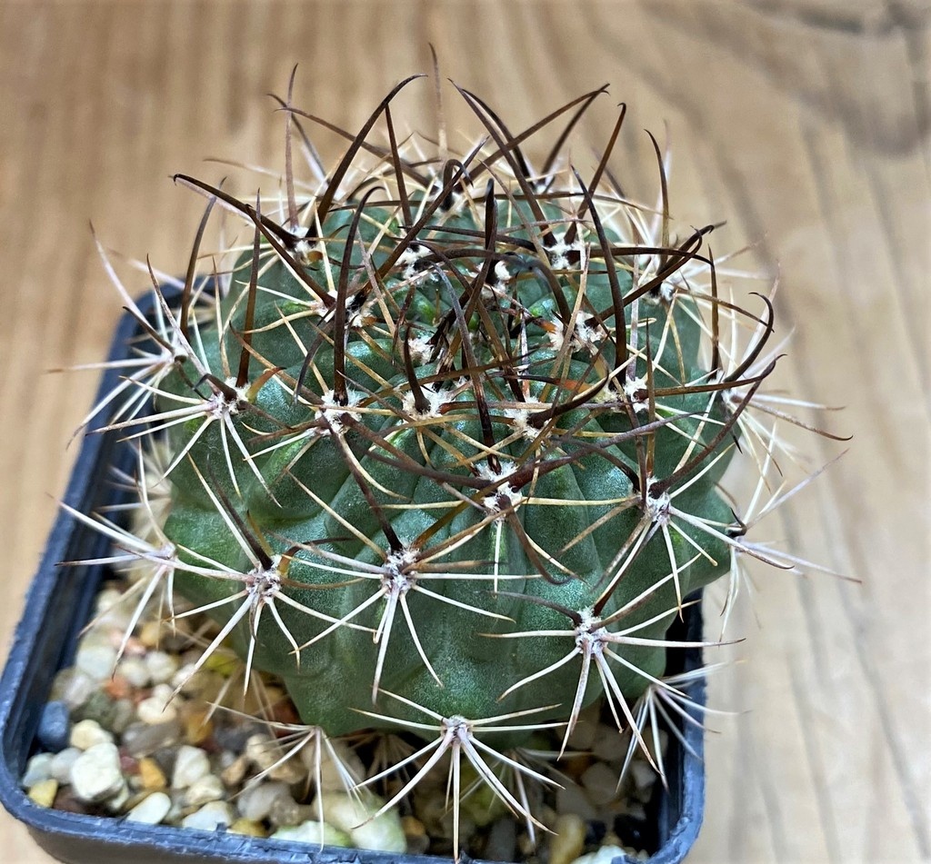 SH26081 Lobivia hybrid