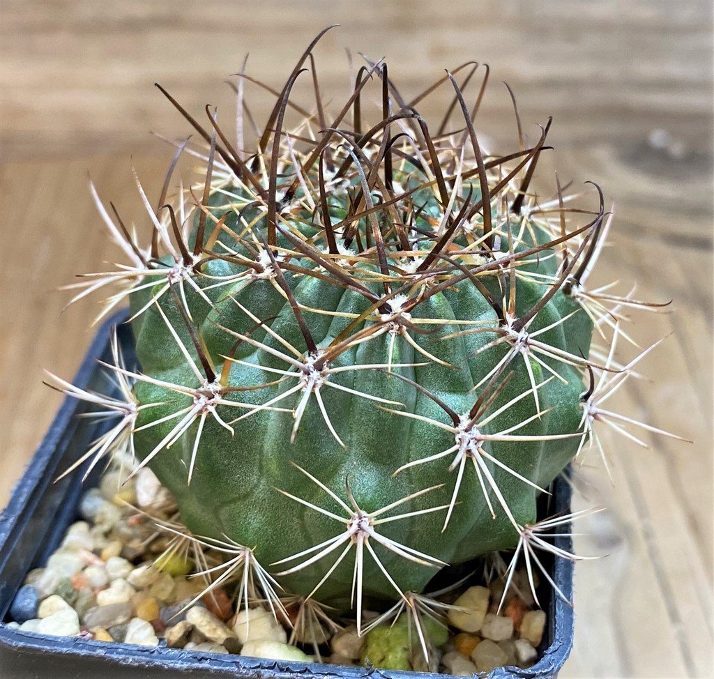 SH26081 Lobivia hybrid - immagine 2