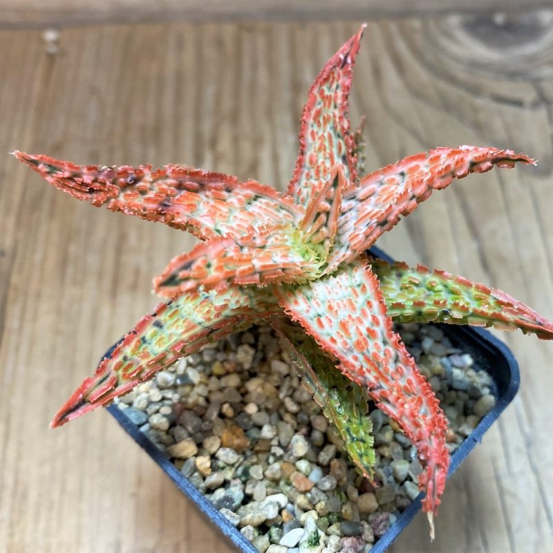 SH26021 Aloe TCT hybrid