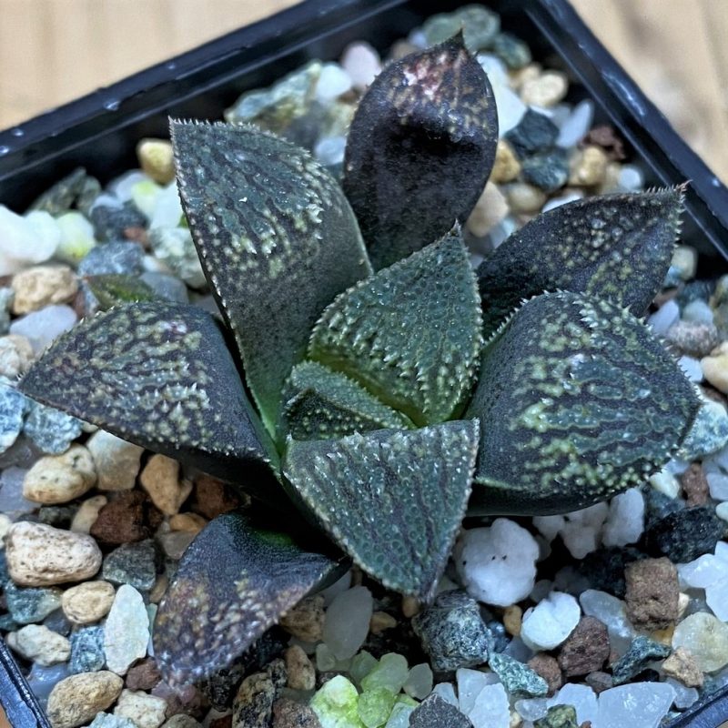 SH26027 Haworthia ‘Kegani’ x splendens