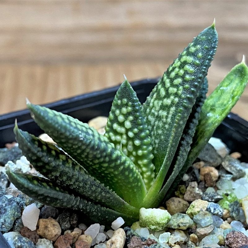 SH26028 Haworthia pumila x koelmaniorum