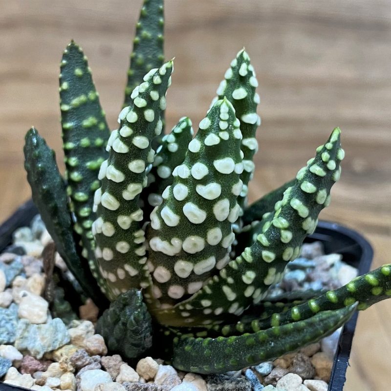 SH26030 Haworthia pumila 'Donut'