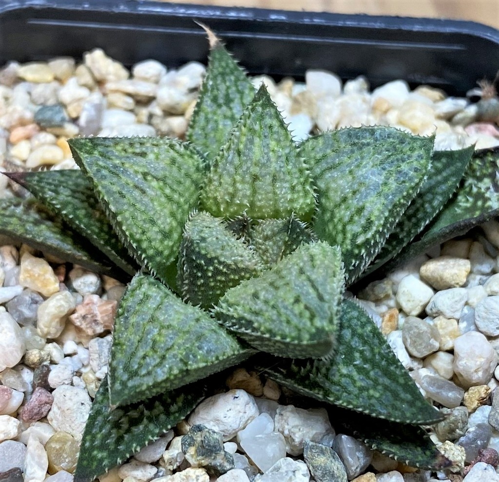 SH26032 Haworthia splendens hybrid - Image 2