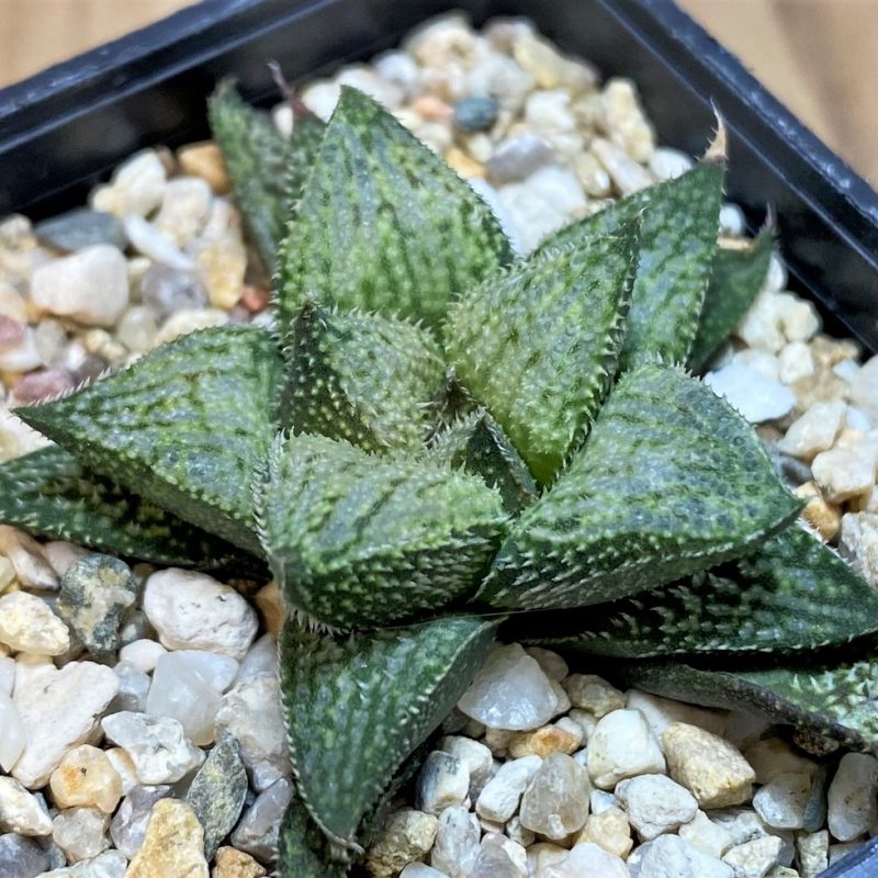 SH26032 Haworthia splendens hybrid